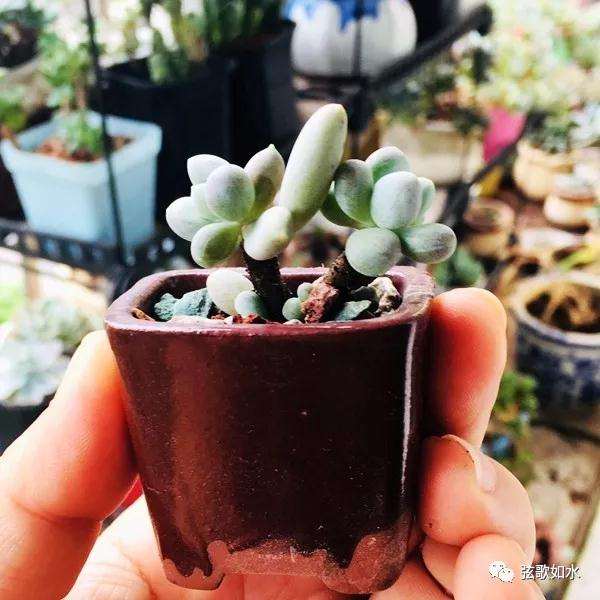 怎么制作微型多肉盆景植物
