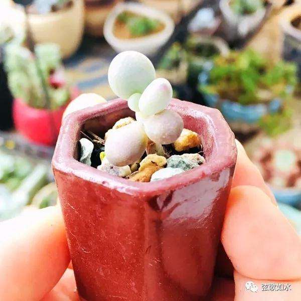 怎么制作微型多肉盆景植物
