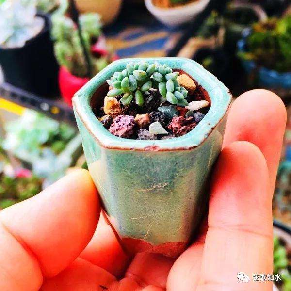 怎么制作微型多肉盆景植物