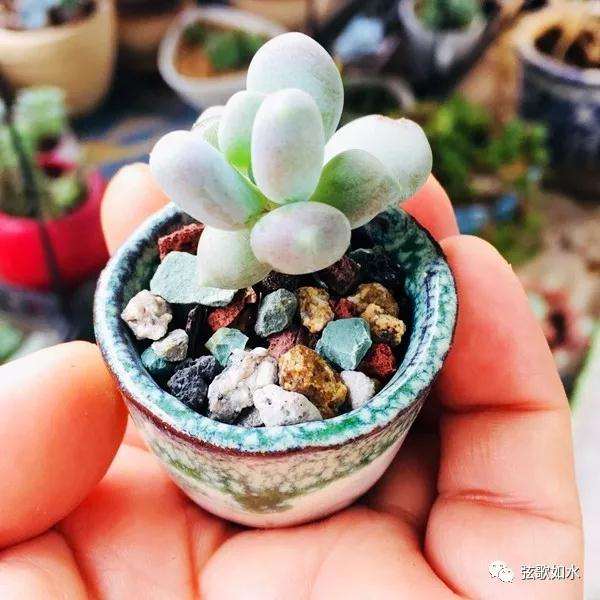 怎么制作微型多肉盆景植物