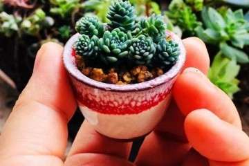 图解 怎么制作微型多肉盆景植物