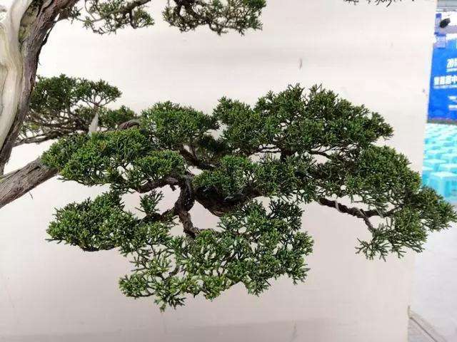 黑松盆景芽苗怎么播种的方法