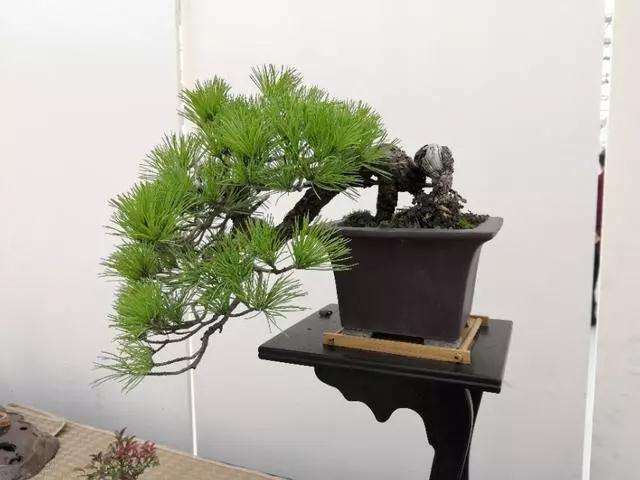 黑松盆景芽苗怎么播种的方法