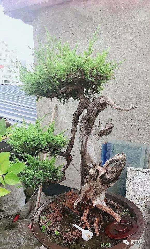 随便一盆都是超10年老桩