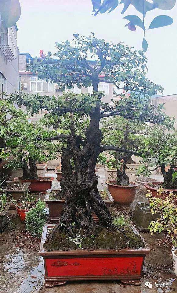 随便一盆都是超10年老桩