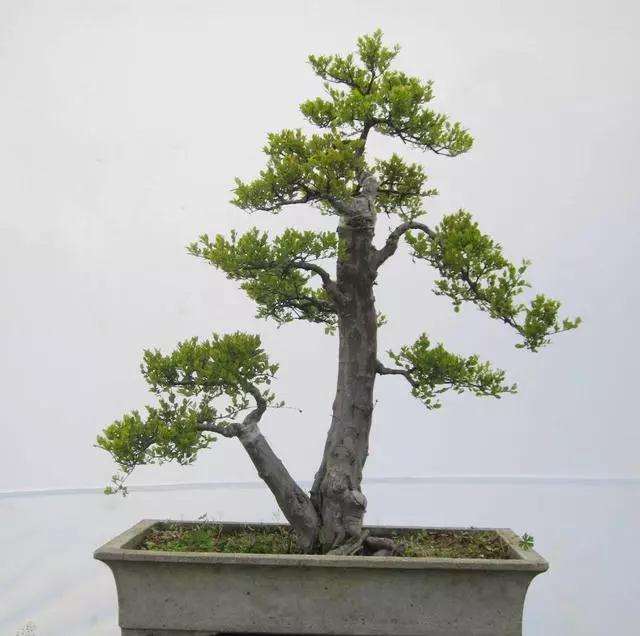 雀梅盆景怎么浇水施肥的方法