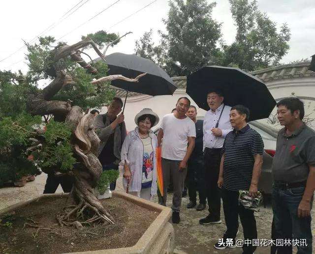 BCI国际盆景艺术大师考察云南盆景