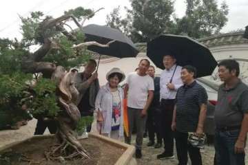 BCI国际盆景艺术大师考察云南盆景