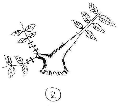 图解 一棵矮霸盆景怎么培养的过程