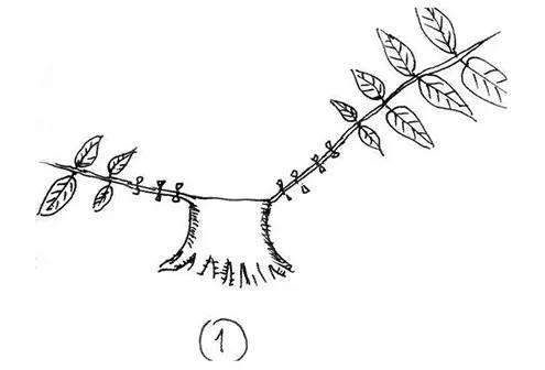 图解 一棵矮霸盆景怎么培养的过程