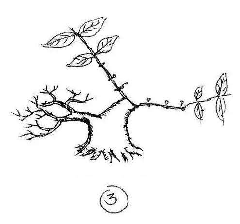 图解 一棵矮霸盆景怎么培养的过程