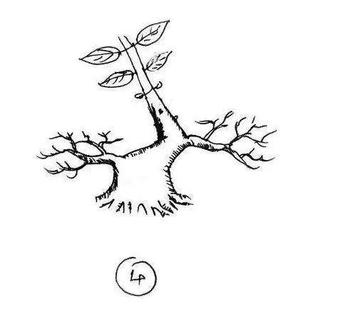 图解 一棵矮霸盆景怎么培养的过程