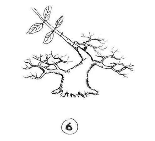 图解 一棵矮霸盆景怎么培养的过程