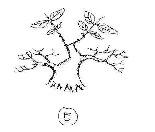 图解 一棵矮霸盆景怎么培养的过程