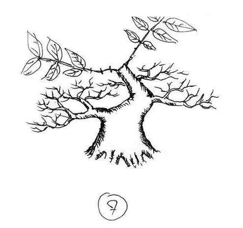 图解 一棵矮霸盆景怎么培养的过程