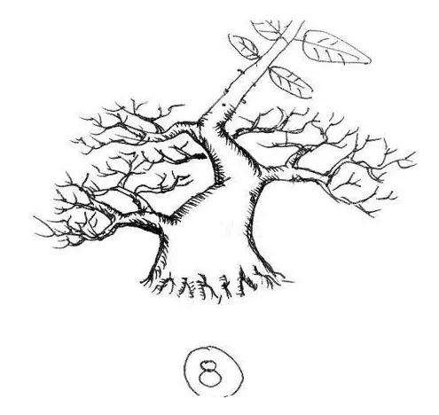 图解 一棵矮霸盆景怎么培养的过程