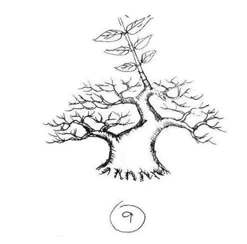 图解 一棵矮霸盆景怎么培养的过程