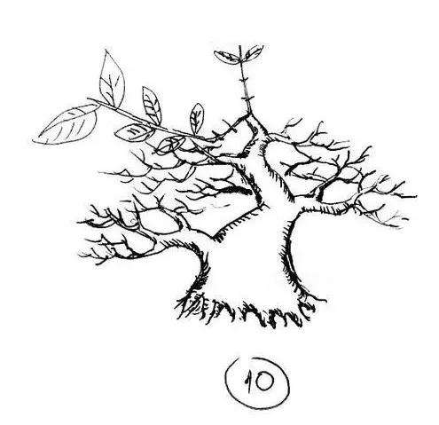 图解 一棵矮霸盆景怎么培养的过程