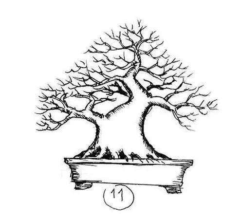 图解 一棵矮霸盆景怎么培养的过程