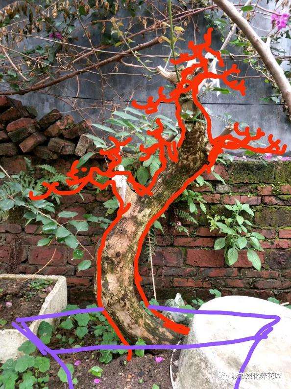 三角梅盆景怎么造型的5个形式