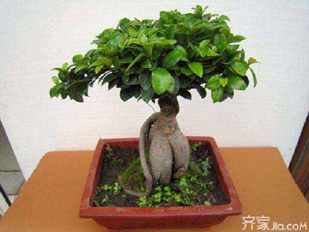 家中的盆景该怎么摆放最好