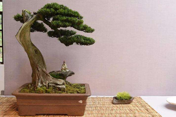 大师讲解怎么看懂盆景展