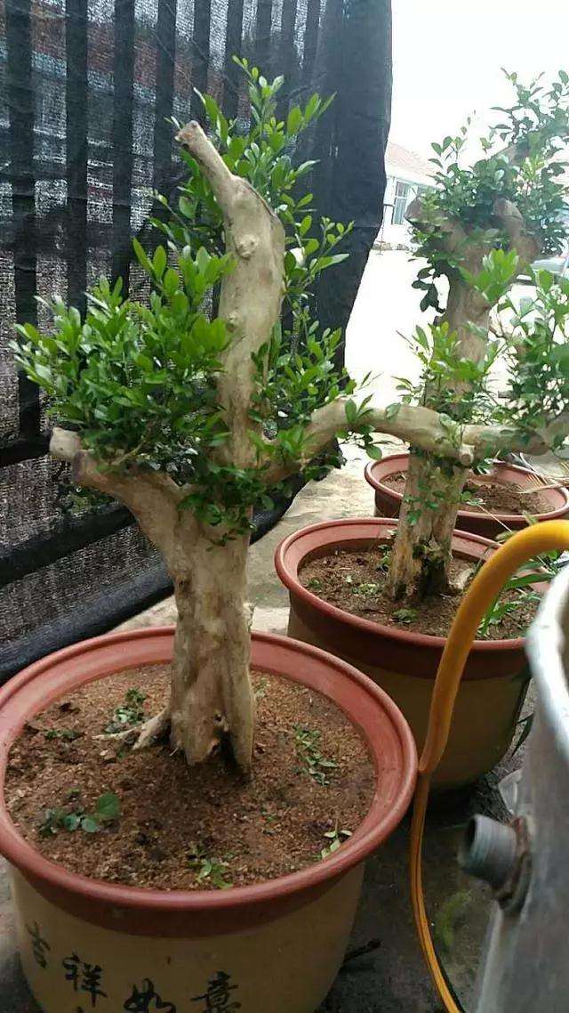 九里香熟桩盆景怎么造型设计