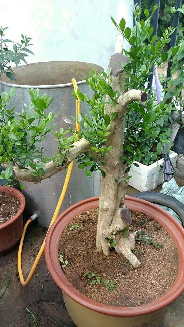 九里香熟桩盆景怎么造型设计