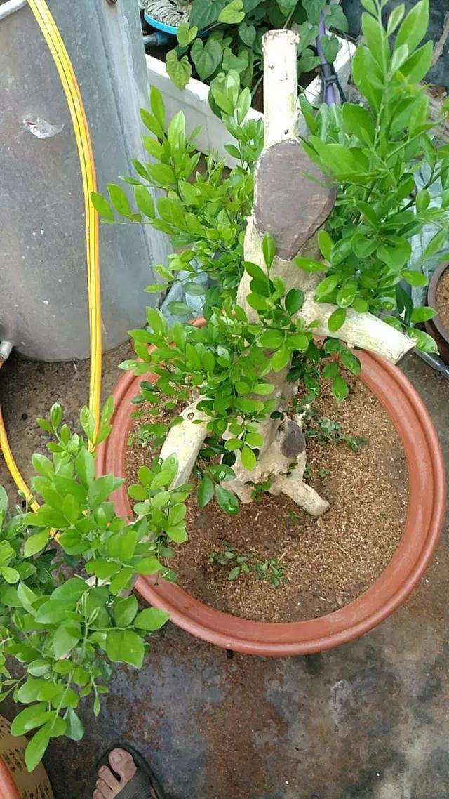 九里香熟桩盆景怎么造型设计