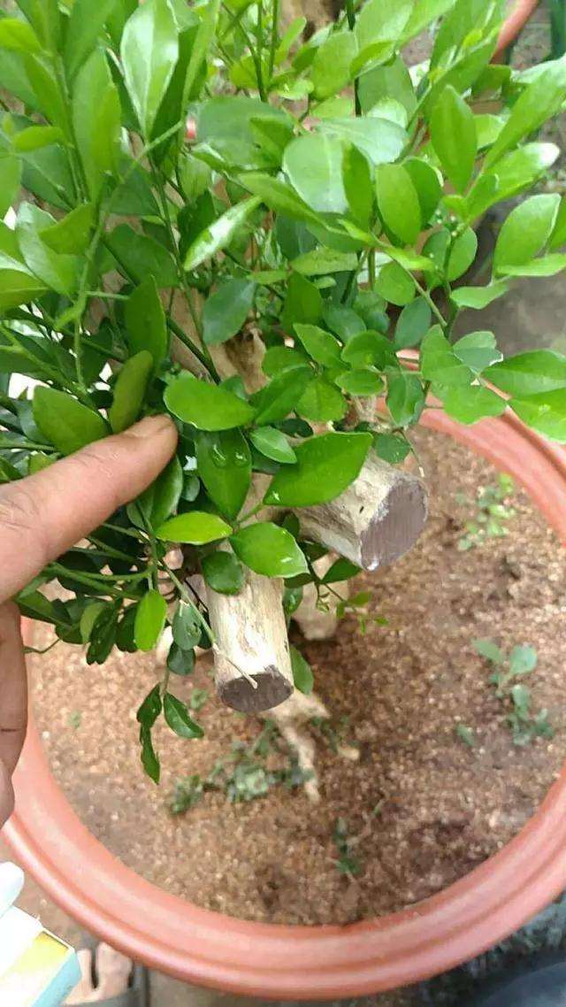 九里香熟桩盆景怎么造型设计