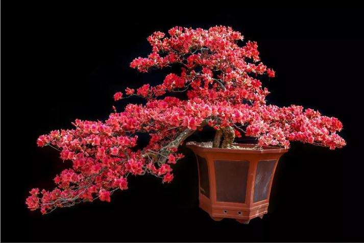 岳西花卉盆景在北京世园会斩获多项大奖