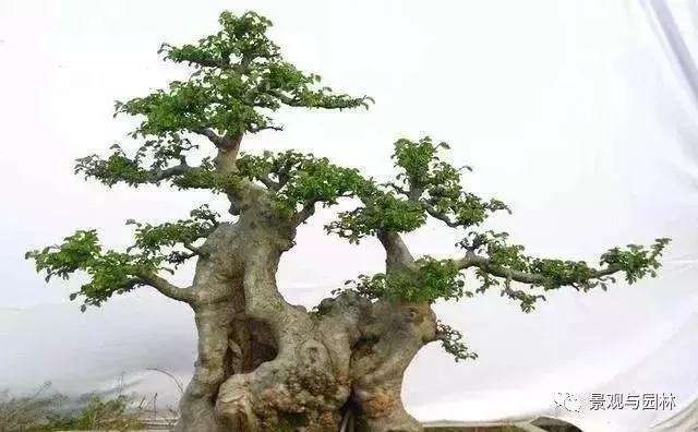 榆树盆景怎么修剪制作的小技巧
