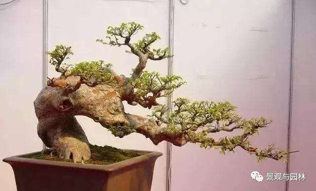 榆树盆景怎么修剪制作的小技巧