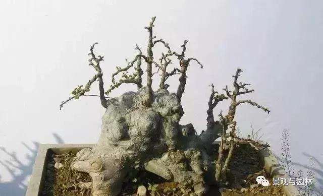 榆树盆景怎么修剪制作的小技巧