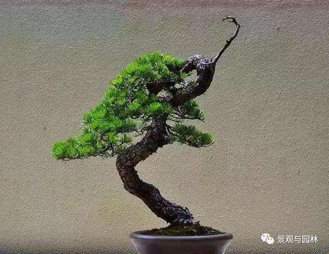 松树盆景怎么修剪新芽的方法