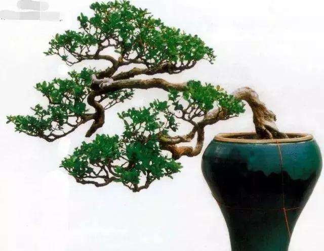 黄杨盆景能长时间放在室内吗