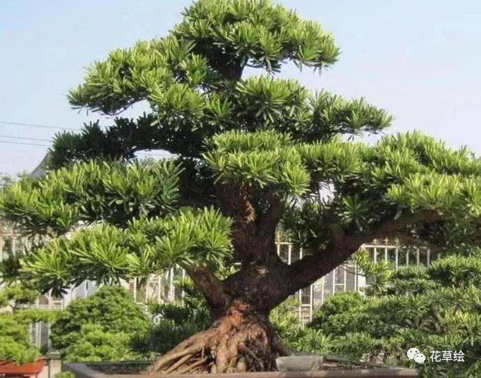 罗汉松盆栽怎么制作成盆景的方法