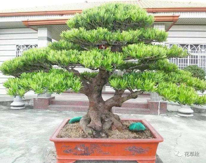 罗汉松盆栽怎么制作成盆景的方法