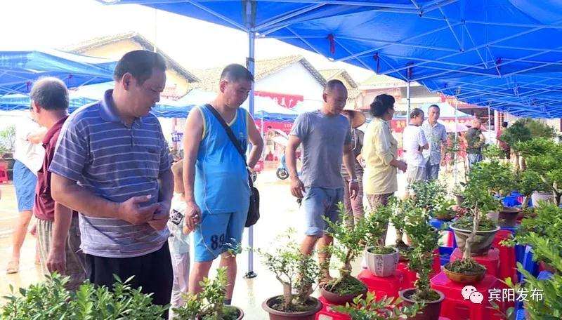 宾州古城举办第一届盆景艺术展