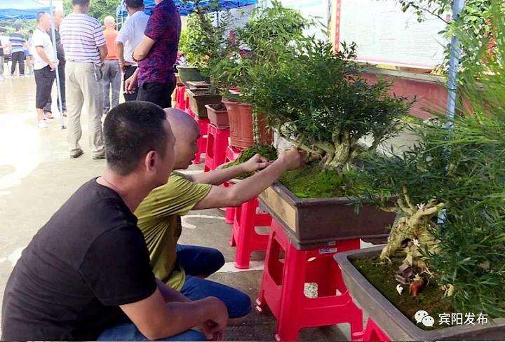 宾州古城举办第一届盆景艺术展