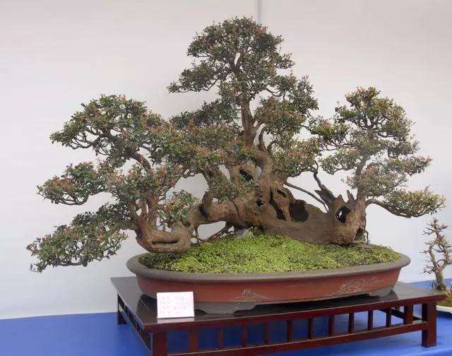 盆景匠人只因热爱养了30年盆景