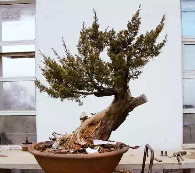 图解 柏树盆景怎么制作的方法