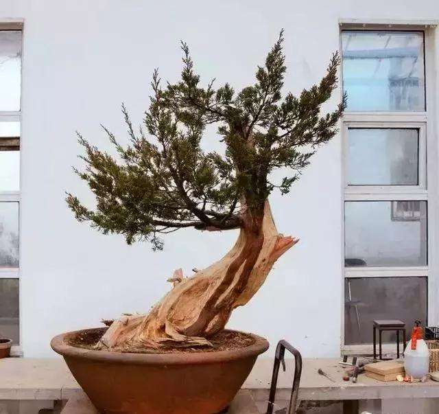 图解 柏树盆景怎么制作的方法