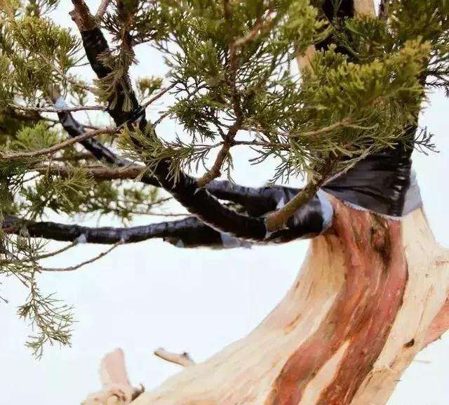 图解 柏树盆景怎么制作的方法