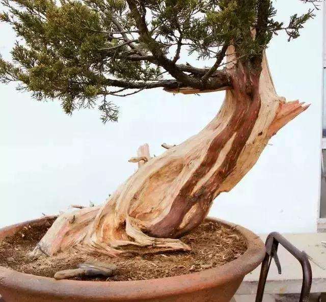 图解 柏树盆景怎么制作的方法