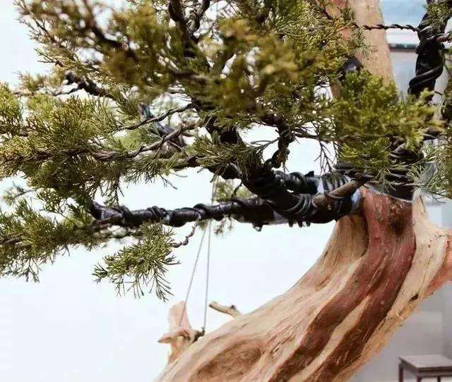 图解 柏树盆景怎么制作的方法