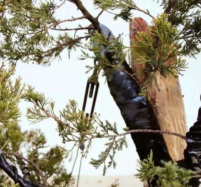 图解 柏树盆景怎么制作的方法