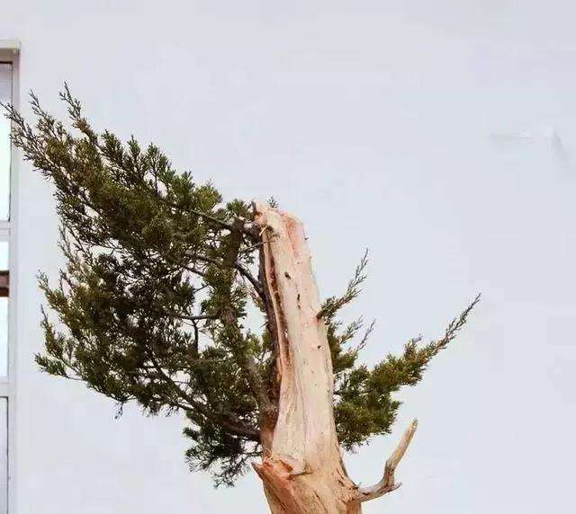 图解 柏树盆景怎么制作的方法