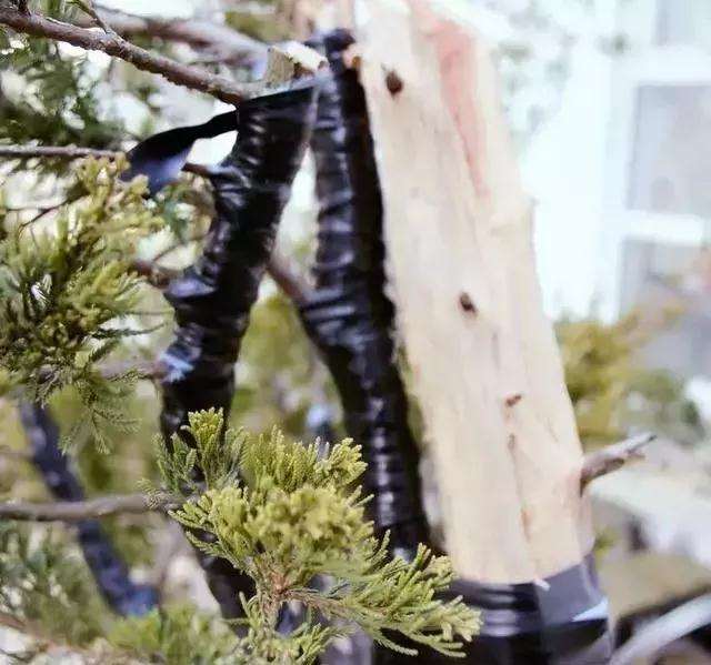 图解 柏树盆景怎么制作的方法