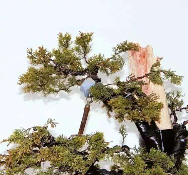 图解 柏树盆景怎么制作的方法